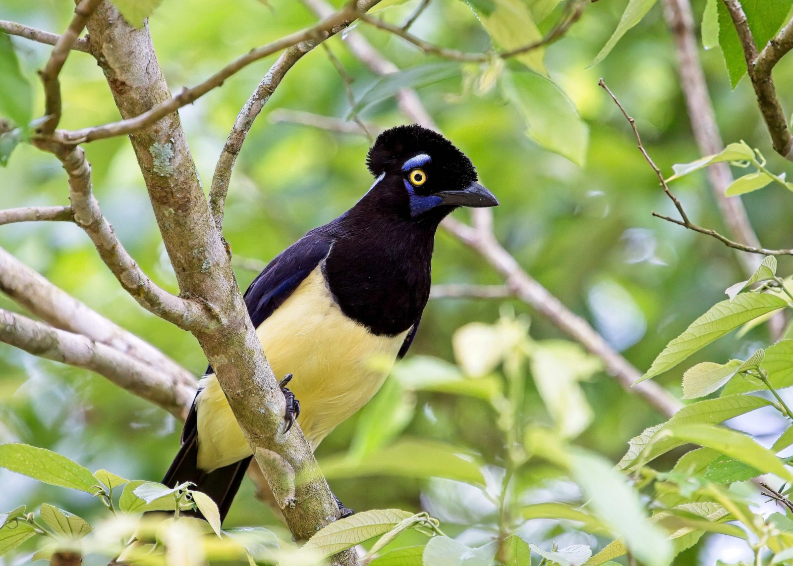 image Plush-crested Jay